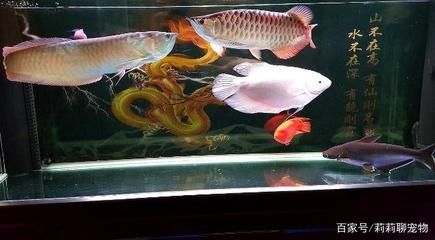 給龍魚買的小魚怎么消毒（給龍魚買的小魚如何消毒？）