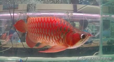 龍魚魚缸尺寸：養龍魚是一項需要考慮魚缸尺寸的活動