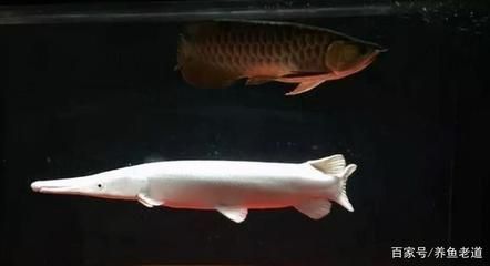 龍魚魚缸尺寸：養龍魚是一項需要考慮魚缸尺寸的活動