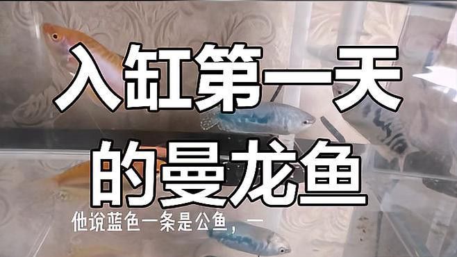 曼龍魚(yú)怎么分公母