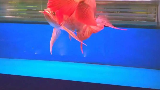 能推薦更多金龍魚觀賞視頻嗎？