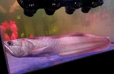 龍魚專用缸排名前十名：龍魚專用缸排名前十名探索頂級龍魚養殖解決方案