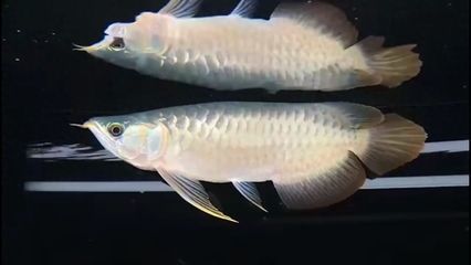 巴卡雷龍魚的壽命（巴卡雷龍魚平均壽命在野生狀態下可以達到5-7年）