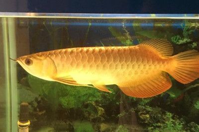 龍魚 魚缸尺寸：)-龍魚放土霉素的作用機制龍魚放土霉素的作用