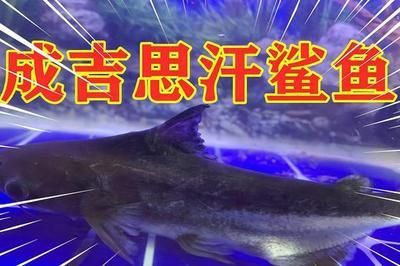龍魚缸降溫：龍魚缸降溫方法