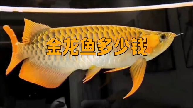 24k金龍魚什么意思啊多少錢一條