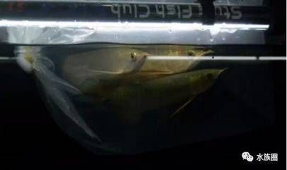 龍魚買回來怎么過水：新龍魚過水后多久適應(yīng)新環(huán)境，龍魚過水后多久適應(yīng)新環(huán)境