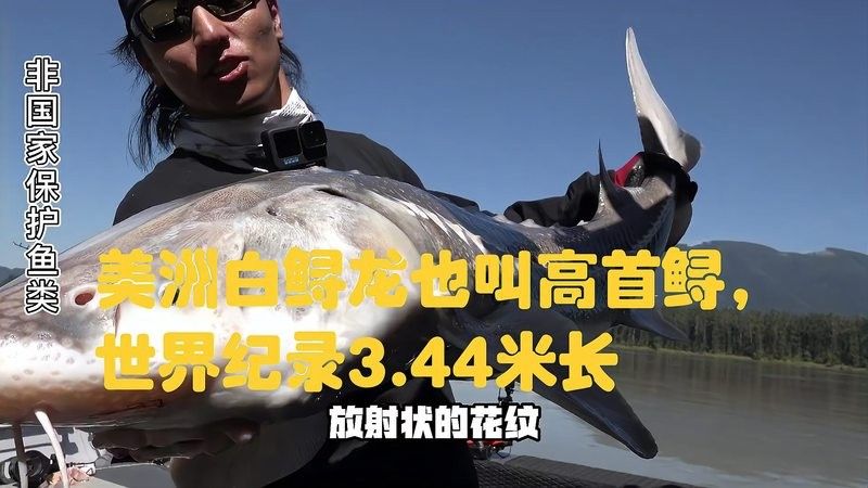鱘龍魚有多長