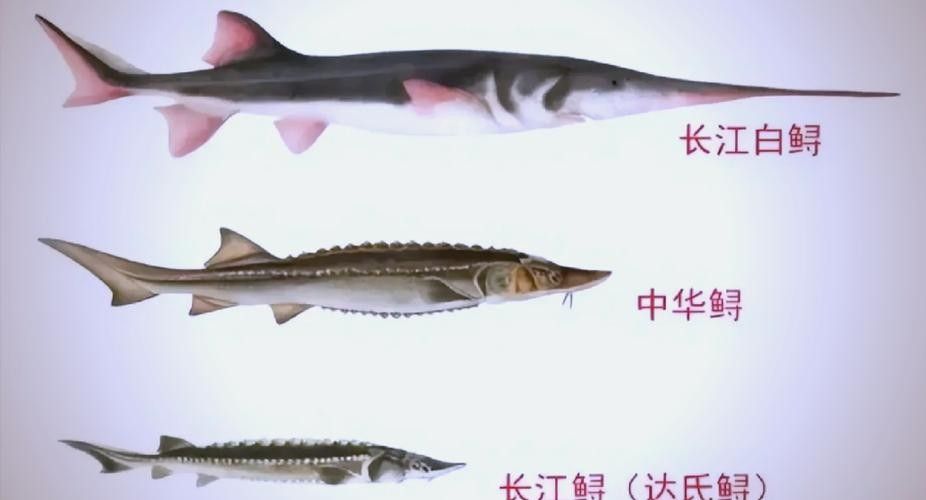 鱘龍魚有多長