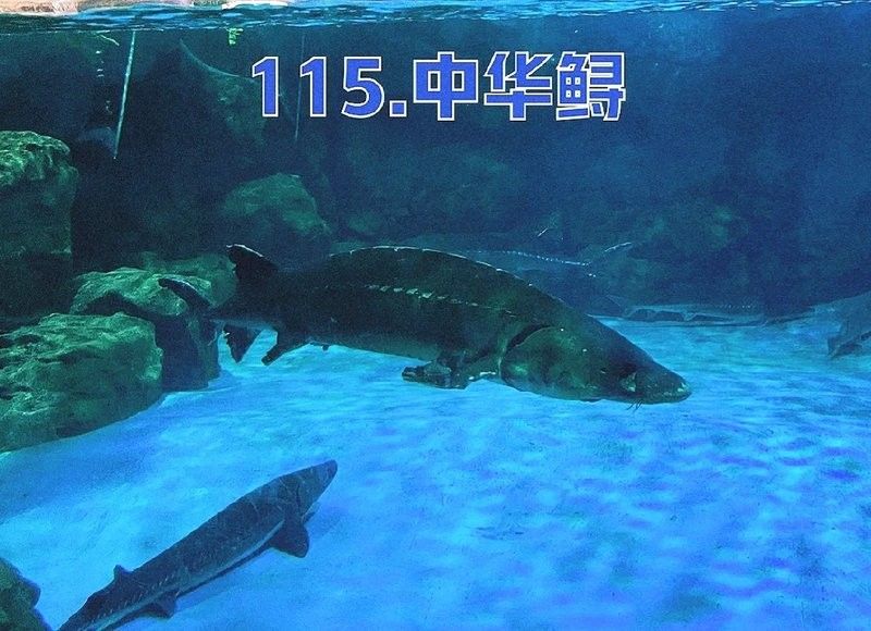 鱘龍魚有多長