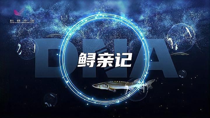 鱘龍魚有多長