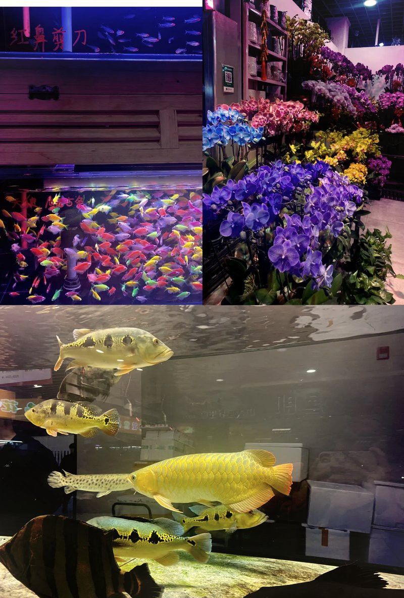 沈陽有賣雷龍魚的嗎在哪里買