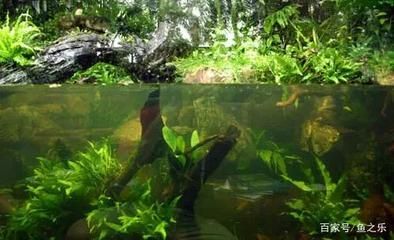 養龍魚的樂趣有哪些作文題目：養龍魚樂趣作文題目