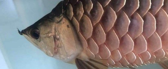 龍魚躺缸底魚鰓不動了怎么辦