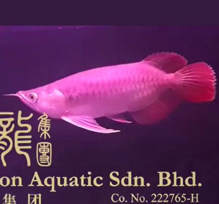 祥龍魚糧購買渠道推薦：祥龍魚糧購買渠道推薦探索最佳購買途徑，京東祥龍魚糧專業推薦