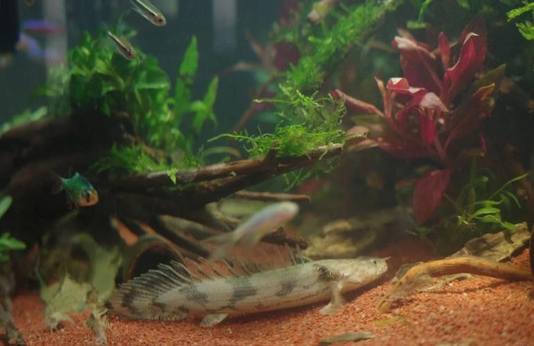 恐龍魚適合草缸嗎圖片