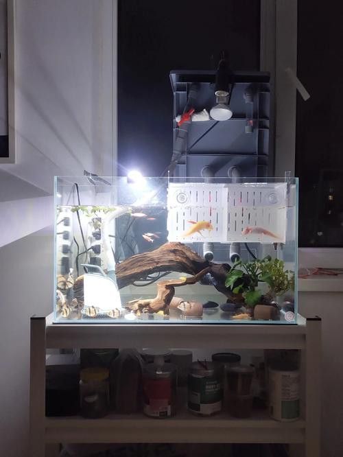 恐龍魚適合草缸嗎圖片