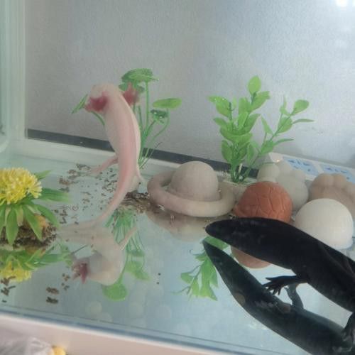 恐龍魚適合草缸嗎圖片