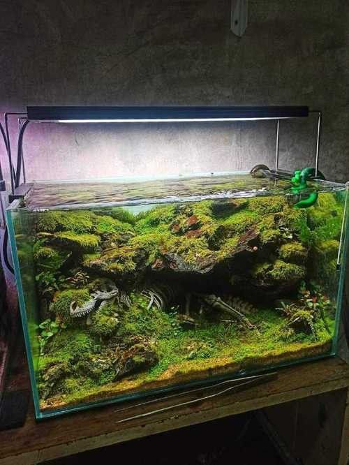 恐龍魚適合草缸嗎圖片