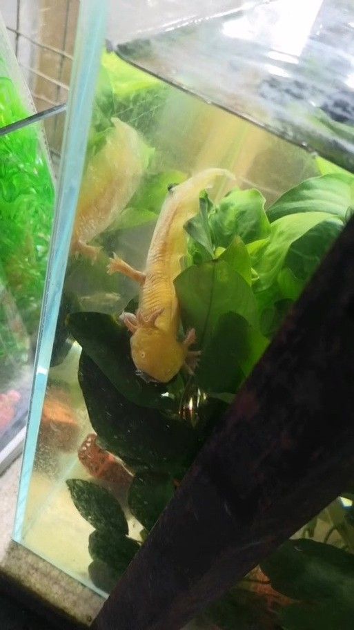恐龍魚適合草缸嗎圖片