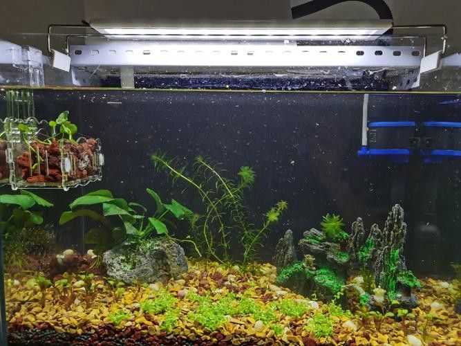 恐龍魚適合草缸嗎圖片