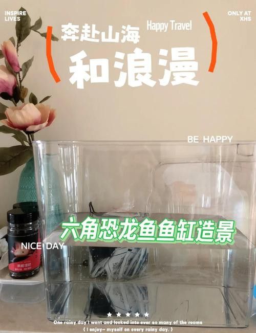 恐龍魚適合草缸嗎圖片