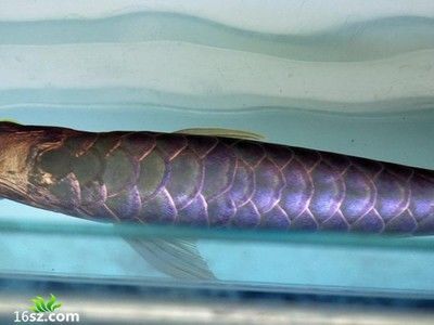 龍魚靜止在上面游動(dòng)的原因：龍魚靜止在上面游動(dòng)可能由多種原因引起