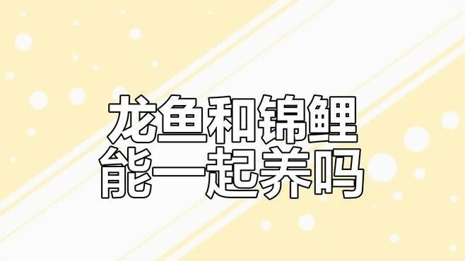 錦鯉與龍魚(yú)混養(yǎng)視頻