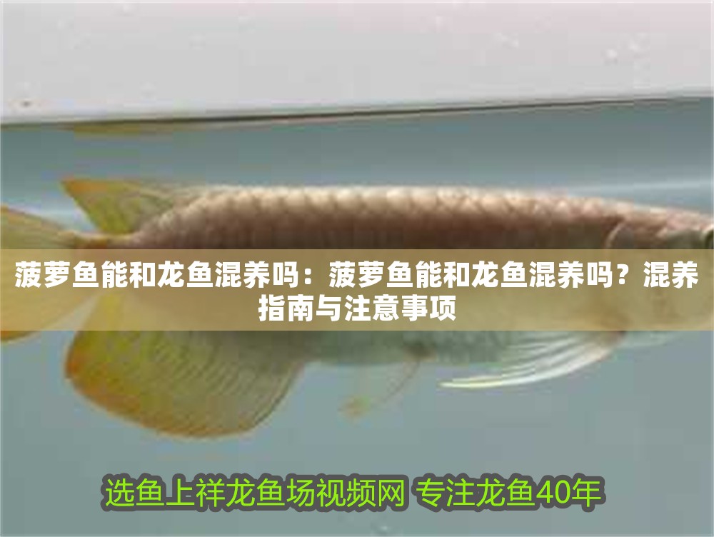 菠蘿魚能和龍魚混養(yǎng)嗎：菠蘿魚能和龍魚混養(yǎng)嗎？混養(yǎng)指南與注意事項(xiàng)
