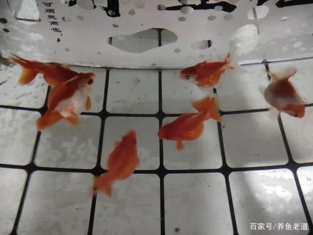 龍魚冬季換水注意事項：冬季給龍魚換水注意事項