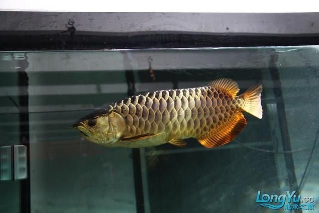高背金龍魚和過背金龍魚，哪個好養(yǎng)活：高背金龍魚和過背金龍魚哪個好養(yǎng)活時需要考慮幾個關(guān)鍵因素