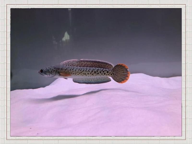 幻彩藍寶石雷龍魚混養