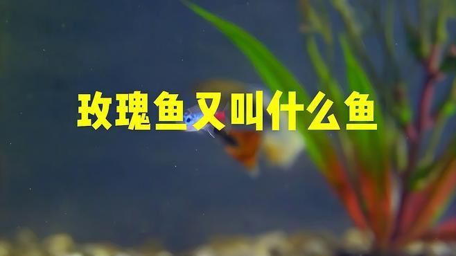 玫瑰魚是什么魚做的