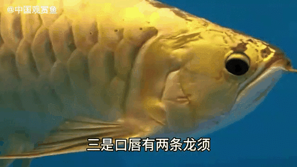 金龍魚動態壁紙有哪些？