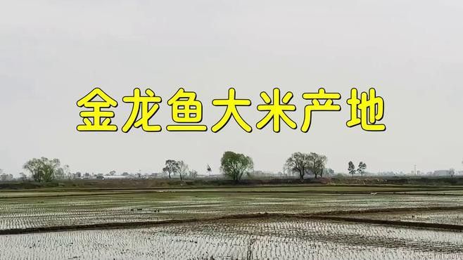 金龍魚(yú)哪產(chǎn)的好吃