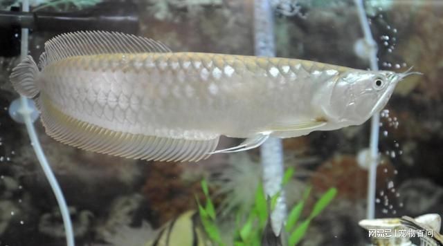 銀龍魚怎么養才不會掉眼（如何避免銀龍魚掉眼）