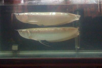 銀龍魚怎么養才不會掉眼（如何避免銀龍魚掉眼）