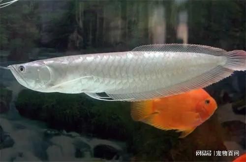 銀龍魚怎么養才不會掉眼（如何避免銀龍魚掉眼）