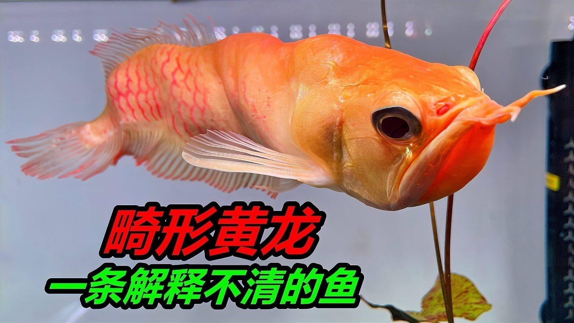 銀龍魚的價格多少錢一條啊