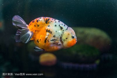 森森魚缸好嗎（如何正確養(yǎng)護森森魚缸）