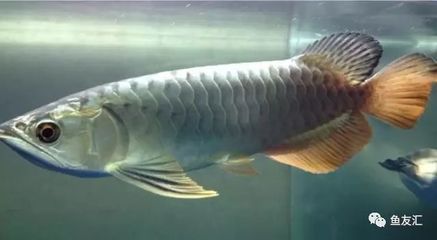 龍魚都有哪些名字（龍魚的原生態環境介紹：龍魚名字多種多樣，龍魚的飼養技巧有哪些）