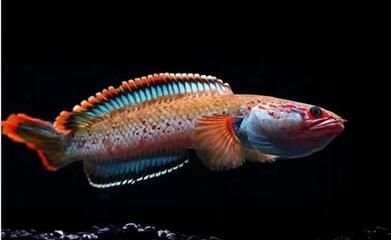 雷龍魚壽命排行：雷龍魚的壽命受到多種因素的影響