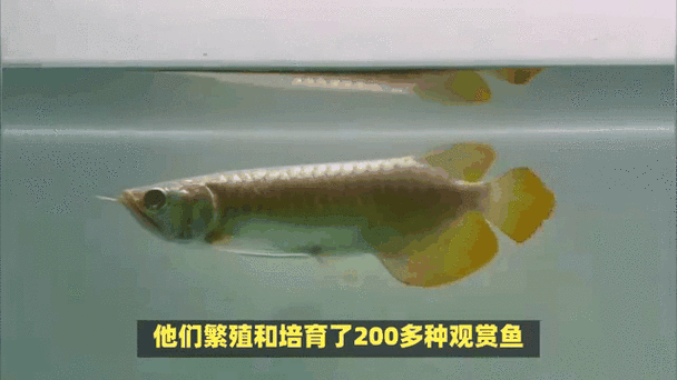 祥龍魚(yú)場(chǎng)觀賞魚(yú)圖片大全高清