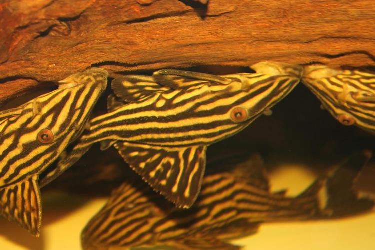 祥龍魚(yú)場(chǎng)觀賞魚(yú)圖片大全高清