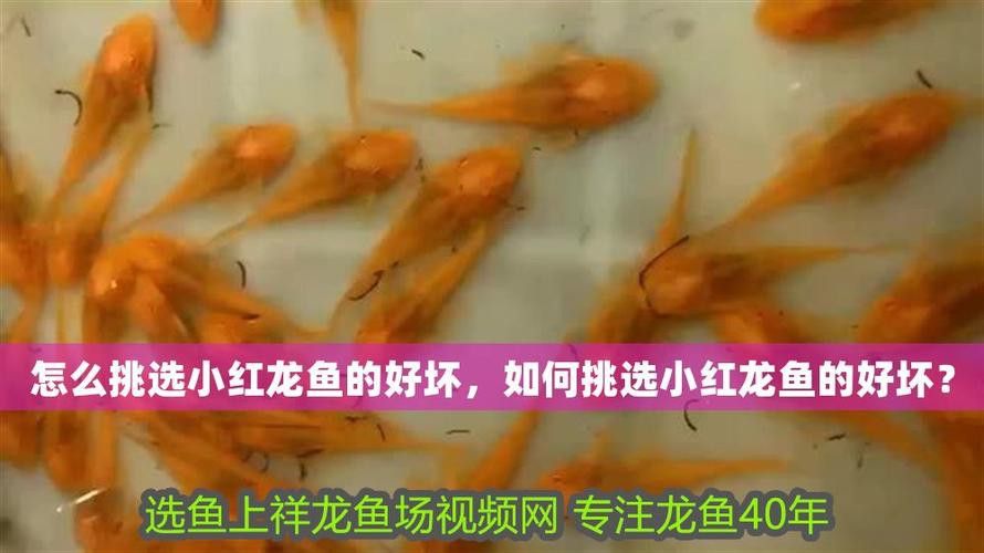 祥龍魚(yú)場(chǎng)觀賞魚(yú)圖片大全高清