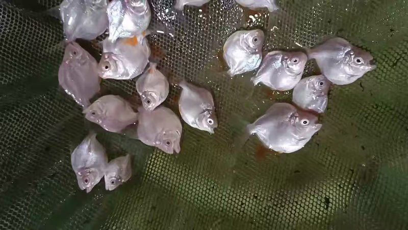 祥龍魚(yú)場(chǎng)觀賞魚(yú)圖片大全高清