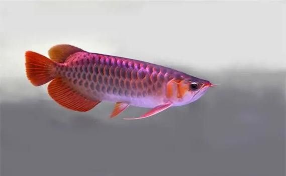 銀龍魚的食物有哪些圖片