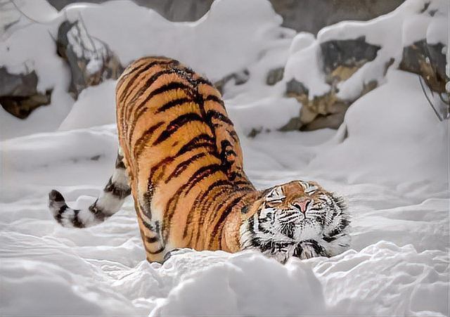 老虎吃狼嗎