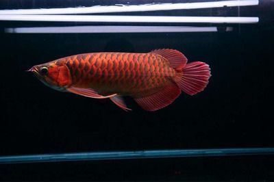 帝王龍魚和印尼紅龍魚混養(yǎng)：將帝王龍魚與印尼紅龍魚進行混養(yǎng)可能性及其影響