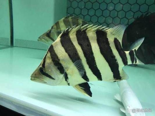 龍魚的伴魚有哪些：適合與龍魚混養的伴魚種類